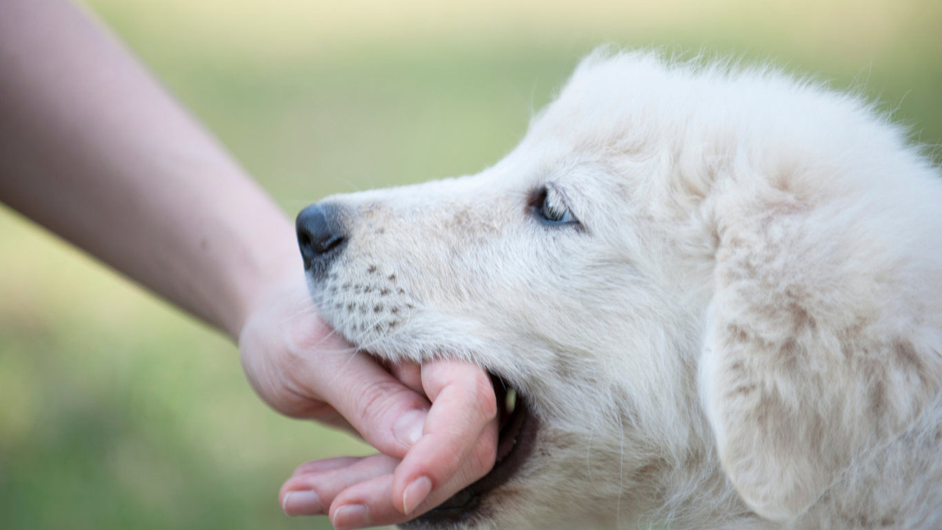 Why Hiring a Dog Bite Lawyer Improves Your Injury Case