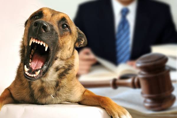 Why Homeowner Insurance Often Covers a Serious Dog Bite Claim
